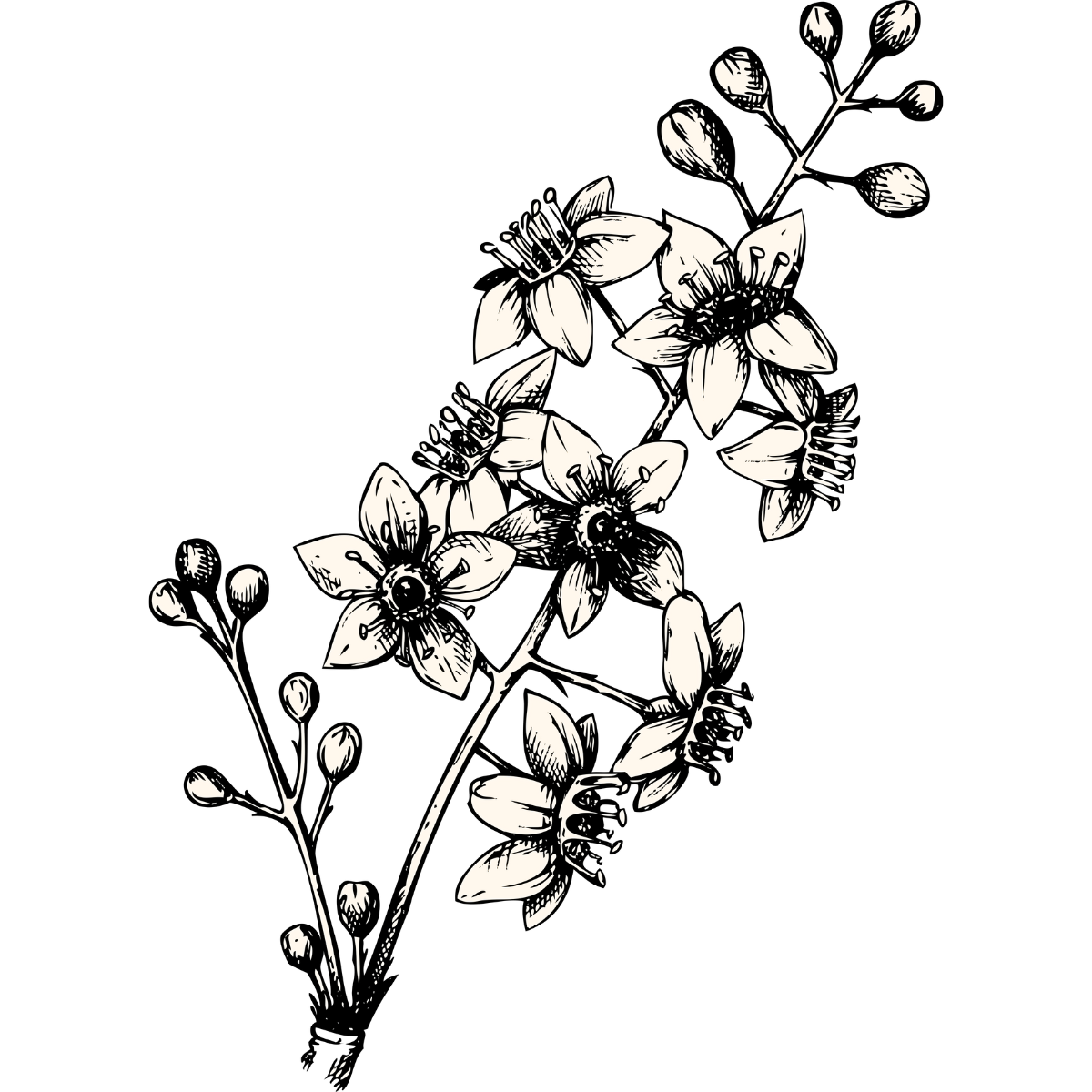 An illustrated graphic of a boswellia plant stem.